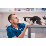 endereço de centro veterinário para gatos Barreiro