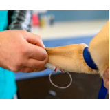 exame de fezes em cachorro clínica Vila Estância