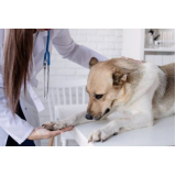 exame de ultrassom em cachorro Orozino Teixeira