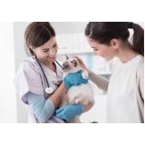 exame de ultrassom para cachorro clínica Jardim Residencial Bela Vista