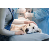 laboratório de análises veterinárias contato Recanto Bosque