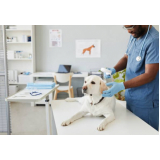 laboratório veterinário para cachorro contato Santa juliana