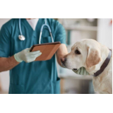 laboratório veterinário para cachorro endereço Pedro Pezzuti