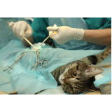 onde encontrar clínica veterinária para gatos Loteamento Residencial Solaris
