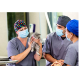 onde faz cirurgia para cães e gatos Engenheiro Clóvis Freitas Leal