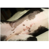 onde faz cirurgia para retirada de tumor em cães Guilhermina Vila Chaer
