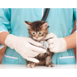 onde faz cirurgia para retirada de tumor em gatos Recanto Bosque