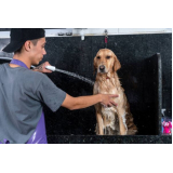 onde fazer banho e tosa para cachorros Residencial Serra Morena
