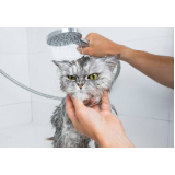 onde fazer banho e tosa para gato Engenheiro Clóvis Freitas Leal