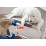 onde marcar consulta veterinária para cachorros Residencial Camua