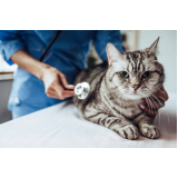 veterinário especialista em gatos telefone José Ferreira Guimarães