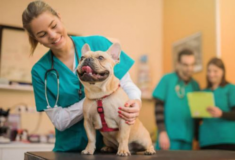 Veterinário para Cães Telefone Portal do Camburí - Veterinária Especialista em Pele de Cachorro
